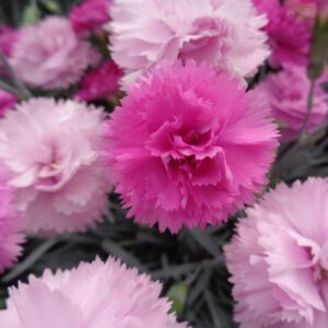 Dianthus Garden Pink's 'Pink Celebration' Pack x6 Plug Plants