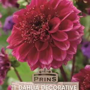 Dahlia Decorative 'Purple Bouquet' Pack x1 Tuber