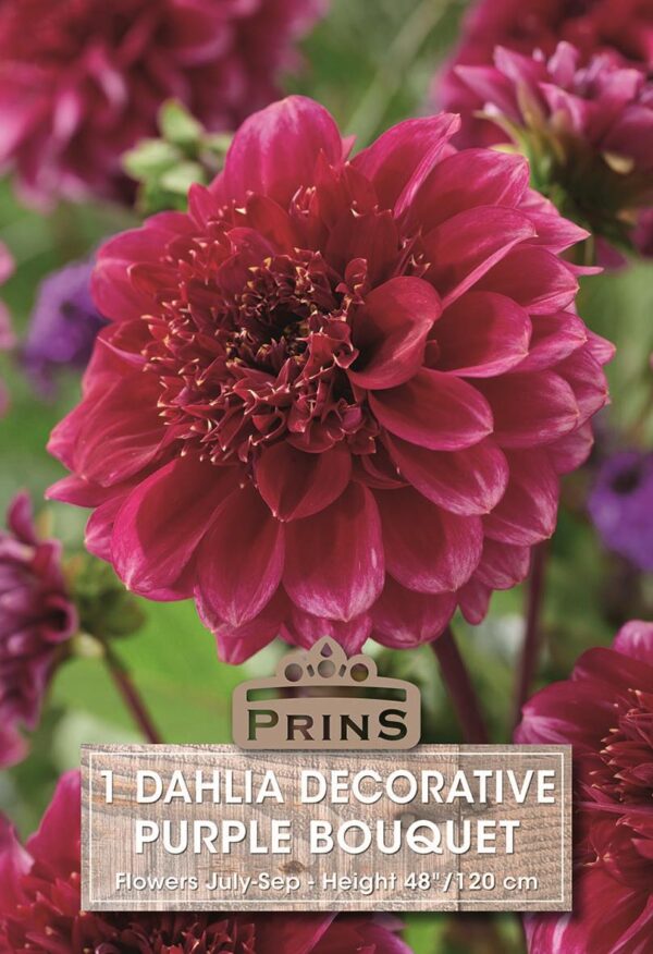 Dahlia Decorative 'Purple Bouquet' Pack x1 Tuber