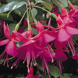 Fuchsia Hardy Bush 'Display' Summer Garden Plug Plants Pack x6
