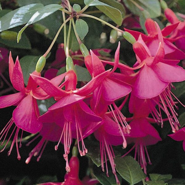 Fuchsia Hardy Bush 'Display' Summer Garden Plug Plants Pack x6