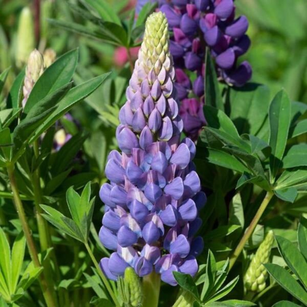 Lupin / Lupinus 'Legendary Blue Shades' Perennial Plug Plants Pack x6
