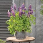 Lupin / Lupinus 'Legendary Blue Shades' Perennial Plug Plants Pack x6
