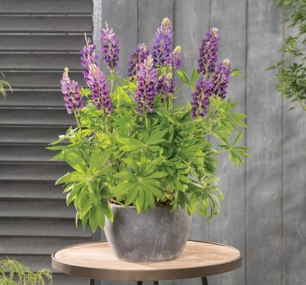 Lupin / Lupinus 'Legendary Blue Shades' Perennial Plug Plants Pack x6