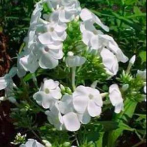 Phlox Paniculata Adessa® 'White' Perennial Garden Plug Plants Pack x6