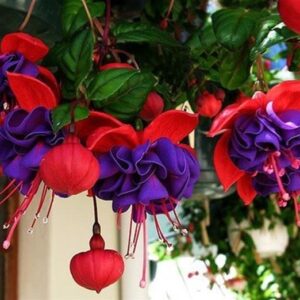 Fuchsia Semi Trailing 'Dark Eyes' Summer Plug Plants Pack x6