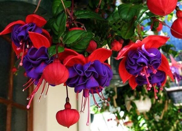 Fuchsia Semi Trailing 'Dark Eyes' Summer Plug Plants Pack x6