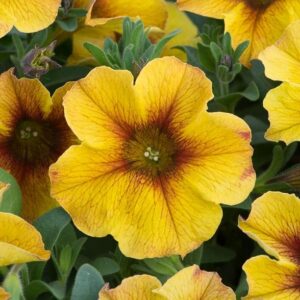Petchoa BeautiCal™ 'Caramel Yellow' Trailing Plug Plants Pack x6