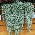 Dichondra 'Silver Falls' Trailing Summer Basket Plug Plants Pack x6