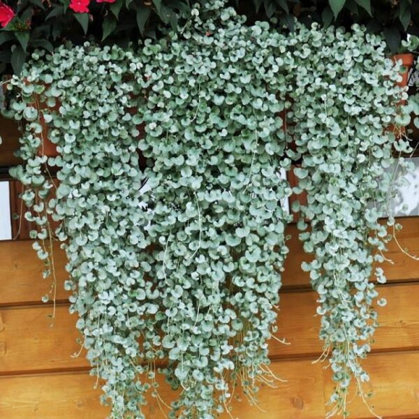 Dichondra 'Silver Falls' Trailing Summer Basket Plug Plants Pack x6