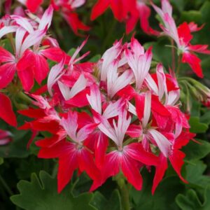 Geranium Zonal Summer Twist Red-White Plug Plants Pack x6