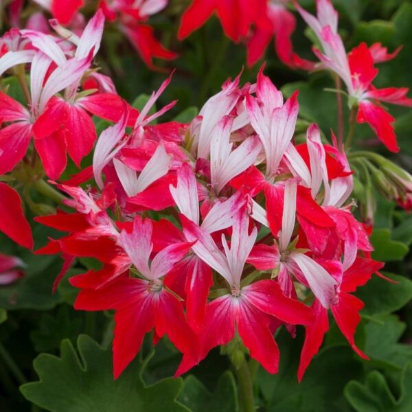 Geranium Zonal Summer Twist Red-White Plug Plants Pack x6