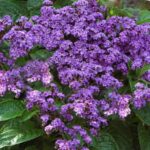 Heliotrope Honey Blue Summer Flowering Plug Plants Pack x6