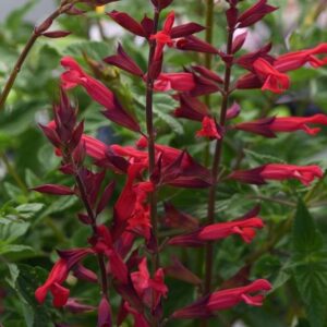 Salvia Hybrida 'Roman Red' Plug Plants Pack x6