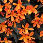 Begonia 'Glowing Embers' Semi-Trailing Plug Plants Pack x6
