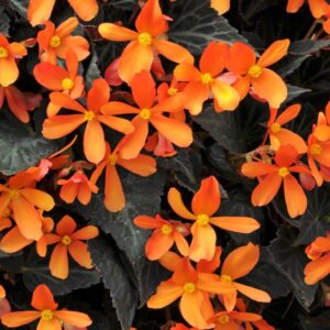 Begonia 'Glowing Embers' Semi-Trailing Plug Plants Pack x6