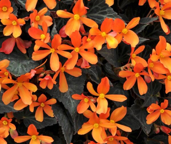 Begonia 'Glowing Embers' Semi-Trailing Plug Plants Pack x6