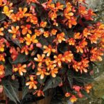 Begonia 'Glowing Embers' Semi-Trailing Plug Plants Pack x6