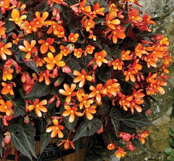 Begonia 'Glowing Embers' Semi-Trailing Plug Plants Pack x6