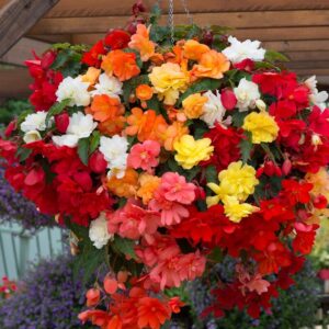 Begonia Trailing Illumination® Mixed Summer Garden Plug Plants Pack x6