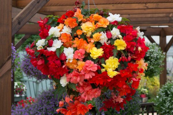 Begonia Trailing Illumination® Mixed Summer Garden Plug Plants Pack x6