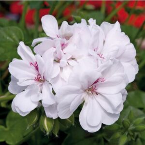 Geranium Trailing Ivy Leaf 'Blanche Roche' Garden Plug Plants Pack x6