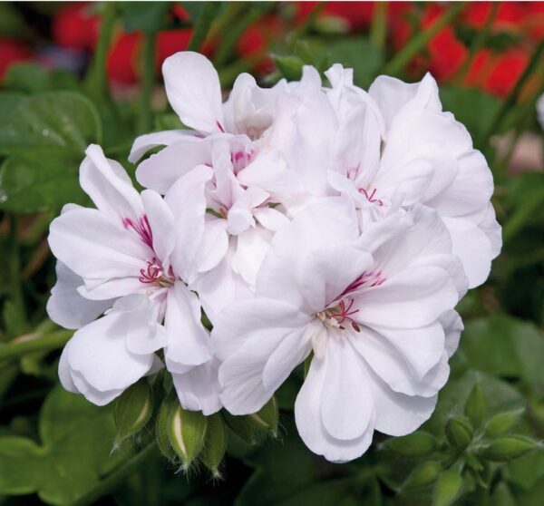 Geranium Trailing Ivy Leaf 'Blanche Roche' Garden Plug Plants Pack x6
