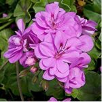 Ivy Leaf Geranium Trailing 'Precision Amethyst' Summer Plug Plants Pack x6