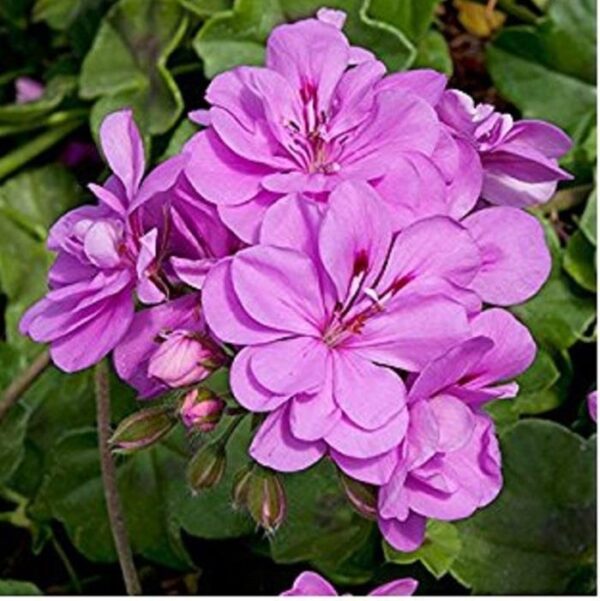 Ivy Leaf Geranium Trailing 'Precision Amethyst' Summer Plug Plants Pack x6
