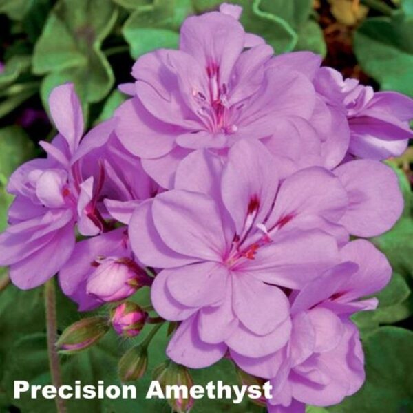 Ivy Leaf Geranium Trailing 'Precision Amethyst' Summer Plug Plants Pack x6