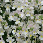 Nemesia Wisley Vanilla White Summer Garden / Basket  Plug Plants Pack x6