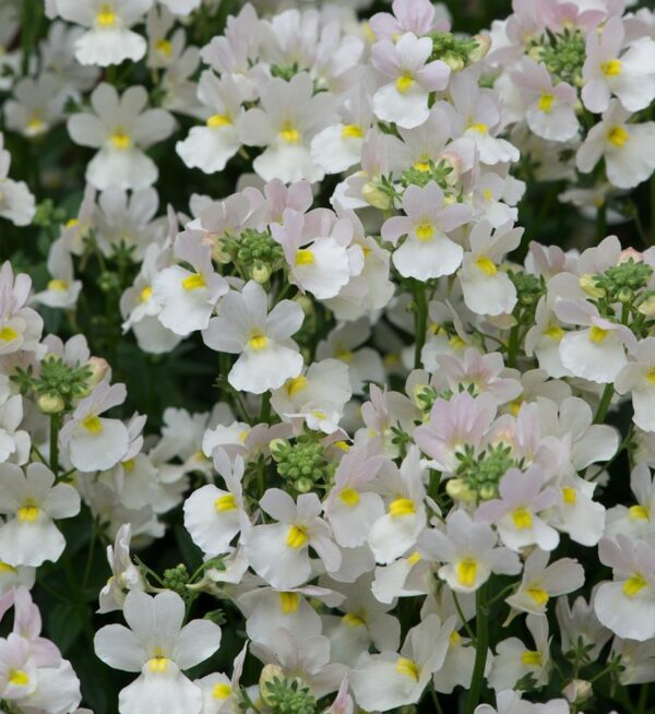 Nemesia Wisley Vanilla White Summer Garden / Basket  Plug Plants Pack x6