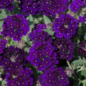 Verbena Trailing Showboat 'Midnight' Basket / Garden Trailing Plug Plants Pack x6