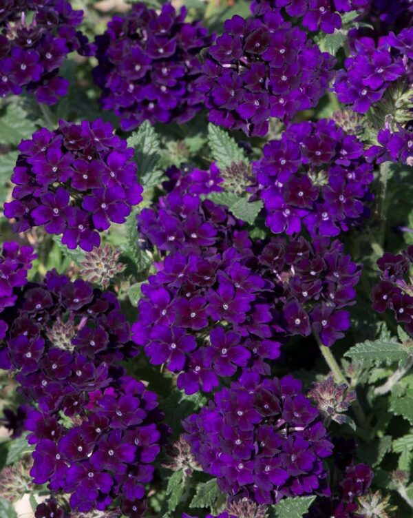 Verbena Trailing Showboat 'Midnight' Basket / Garden Trailing Plug Plants Pack x6