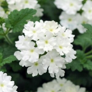 Verbena Trailing Showboat 'White' Trailing Plug Plants Pack x6