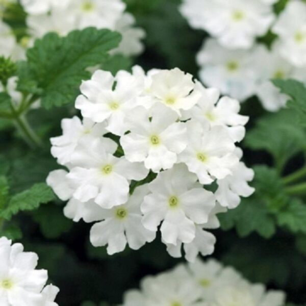 Verbena Trailing Showboat 'White' Trailing Plug Plants Pack x6