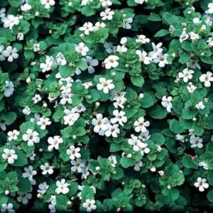 Bacopa Trailing "Snowflake" Garden Basket Plug Plants Pack x6