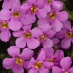 Bacopa Trailing Colossal Pink Garden Basket Plug Plants Pack x6