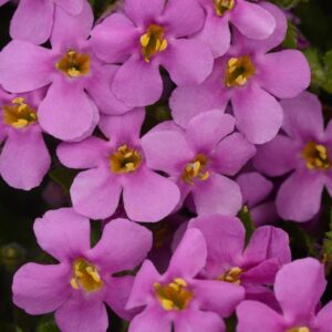 Bacopa Trailing Colossal Pink Garden Basket Plug Plants Pack x6
