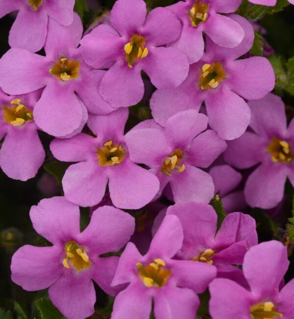 Bacopa Trailing Colossal Pink Garden Basket Plug Plants Pack x6