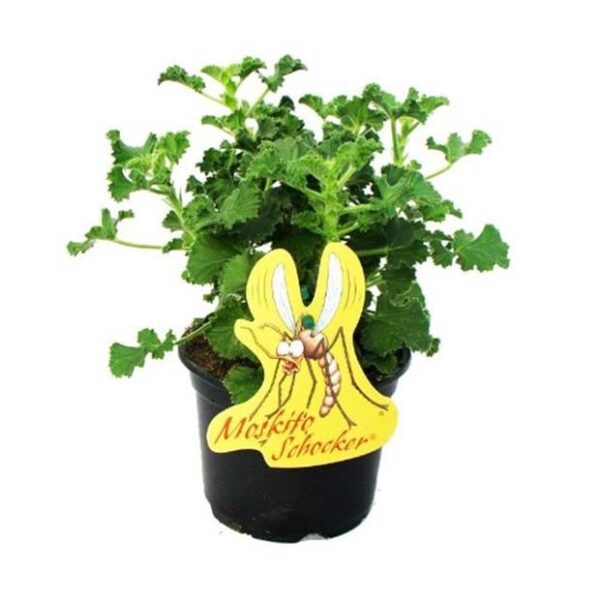 Geranium Scented Mosquito Shocker® Plug Plants Pack x6