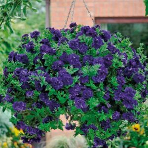Petunia Trailing Tumbelina "Belinda" Trailing Basket Plug Plants X 6