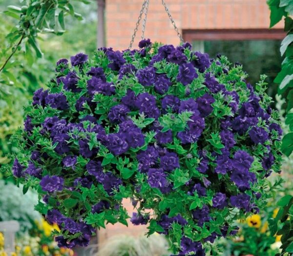 Petunia Trailing Tumbelina "Belinda" Trailing Basket Plug Plants X 6