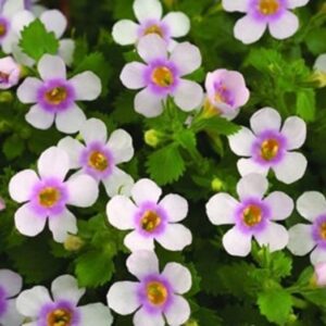 Bacopa Trailing Giga® "Pink Eye" Garden Basket Plug Plants Pack x6