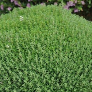 Thyme Dwarf/Common Thyme Vulgaris 'Fredo' Perennial Herb Plug Plants Pack x6