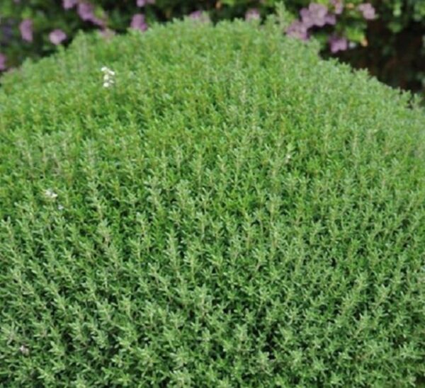 Thyme Dwarf/Common Thyme Vulgaris 'Fredo' Perennial Herb Plug Plants Pack x6