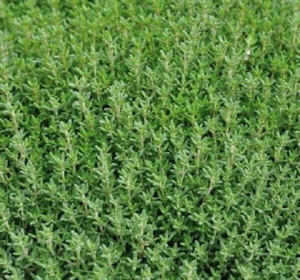 Thyme Dwarf/Common Thyme Vulgaris 'Fredo' Perennial Herb Plug Plants Pack x6