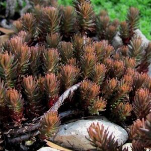 Sedum Rupestre 'Chocolate Ball' Perennial Evergreen Plug Plants Pack x6