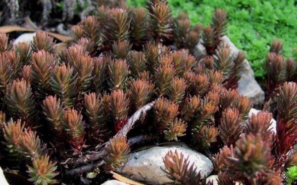 Sedum Rupestre 'Chocolate Ball' Perennial Evergreen Plug Plants Pack x6