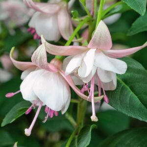 Fuchsia Upright Bush 'Fairy Polar' Garden Plug Plants Pack x6